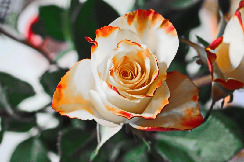 Flower Garden
