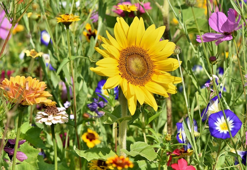 Edible Plants