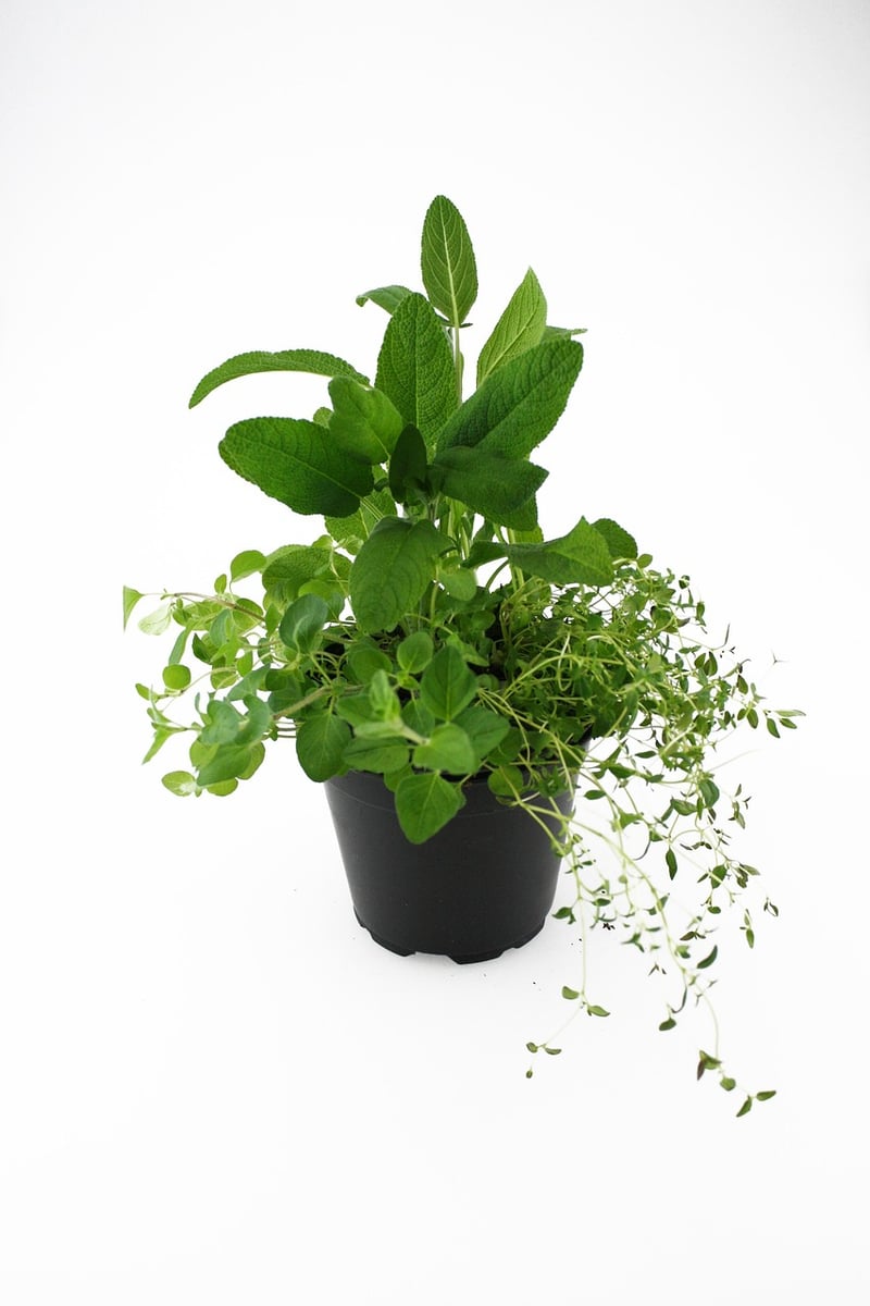 Herb Garden
