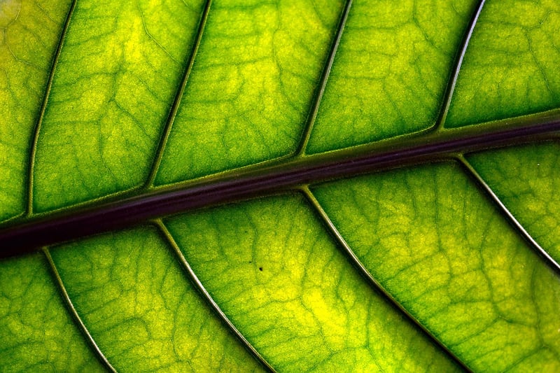 Garden Plants