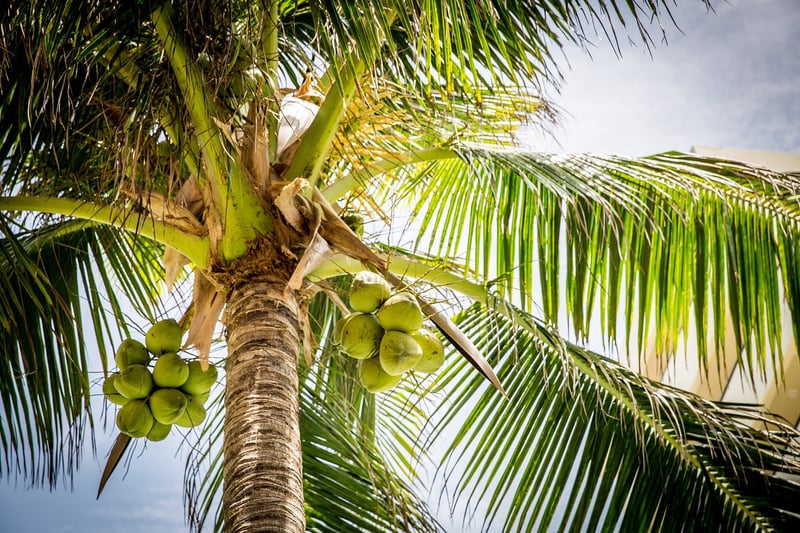 Tropical Oasis